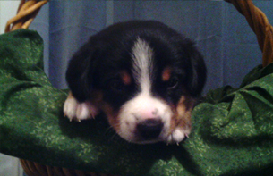 archie picture