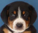 Koda picture