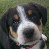Duke picture