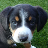 Delilah picture