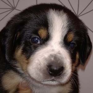 elsie picture