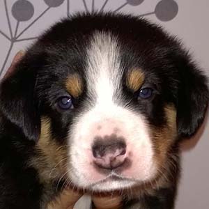 enzo picture