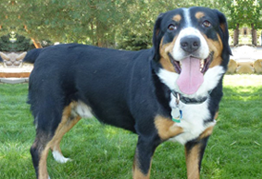jasper picture