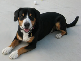 jasper picture